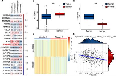 Potential Impact of ALKBH5 and YTHDF1 on Tumor Immunity in Colon Adenocarcinoma